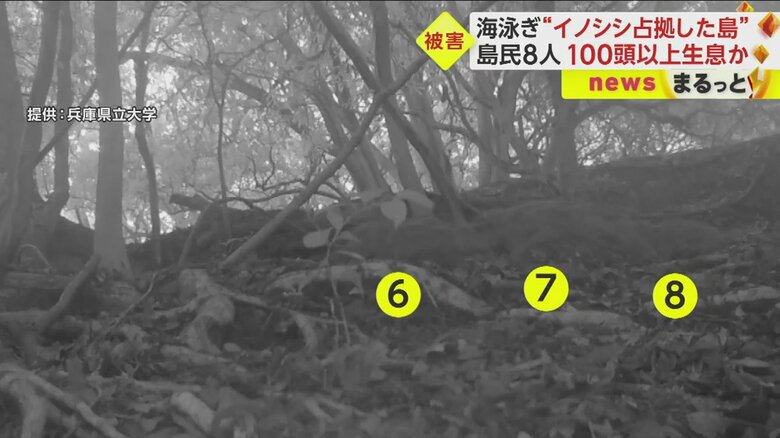 センサーカメラが捉えたイノシシ