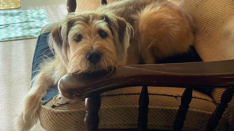 妹犬ちゃんは忠実で家族思いだという