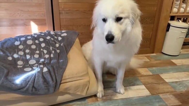 少し離れた場所から娘さんを見守るシュシュちゃん