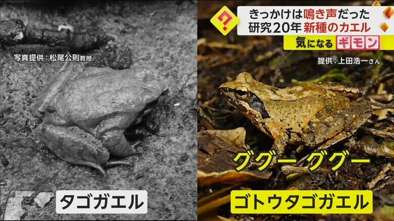 「ググーググー」と虫にように鳴くゴトウタゴガエル