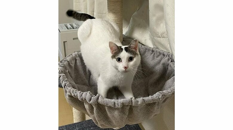 先住猫のおかかくん