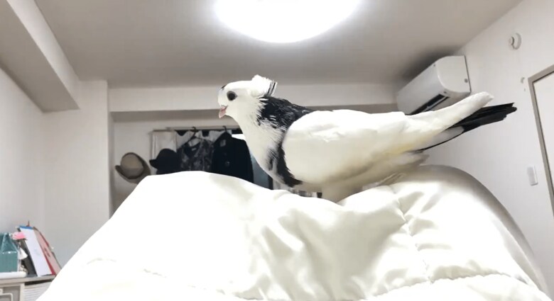 布団とたわむれる