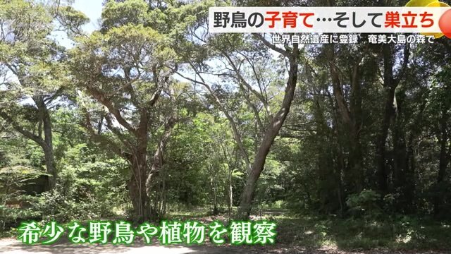 「奄美自然観察の森」の様子