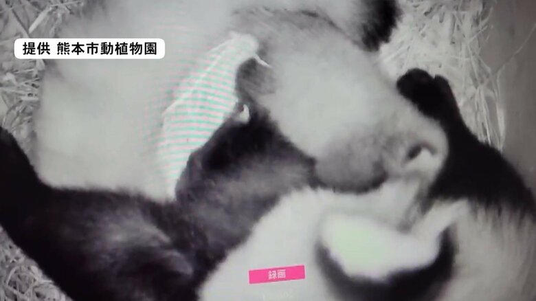 画面右上にいる「杏香」が、画面下の母親「シンファ」の母乳を飲んでいるところ