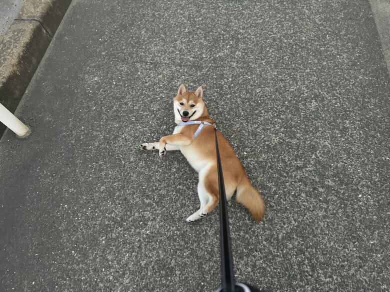 提供：わさび一族さん