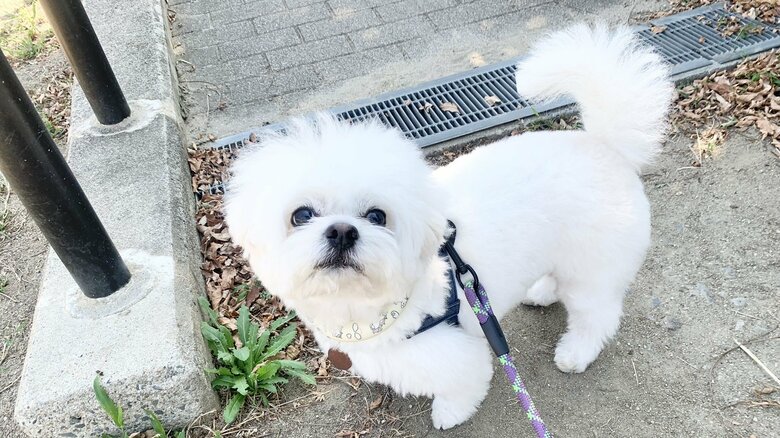 公園でワンちゃんたちに会えず、不思議そうな様子