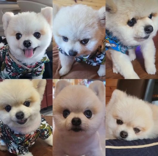 飼い主さんが選んだ、色々な表情のマメすけくん