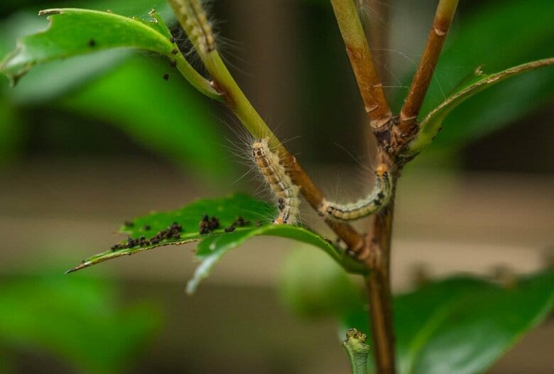 チャドクガのフン。木の下に集中して落ちていたら、大量の毛虫が隠れているかも