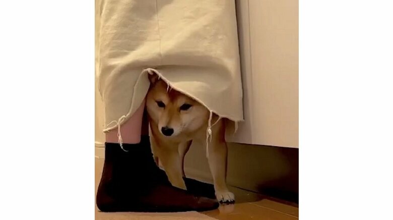 パパさんが「シャンプーするよ」と声をかけると、飼い主さんのスカート内へ避難