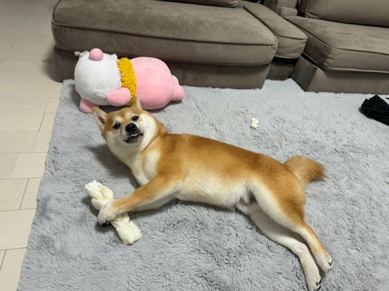 提供：わさび一族さん