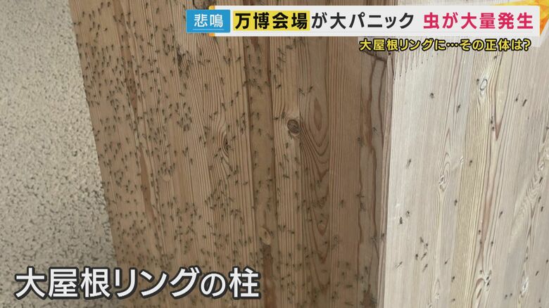 大屋根リングの柱