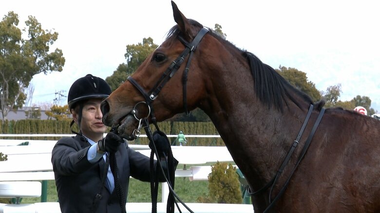 つばき賞を制したパラディレーヌ