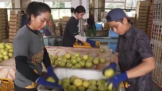ナシ選果場で働く外国人労働者