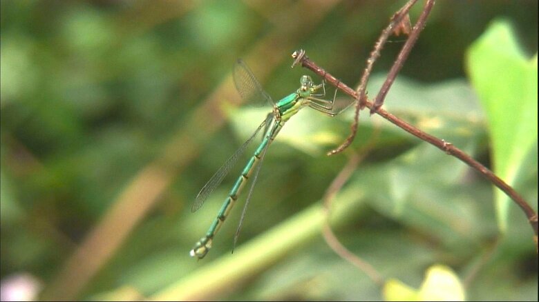 トンボが羽を休める姿も見られる