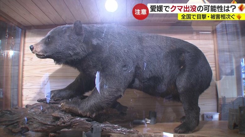 クマの剥製は伊予市中山町の建設会社に保管されている
