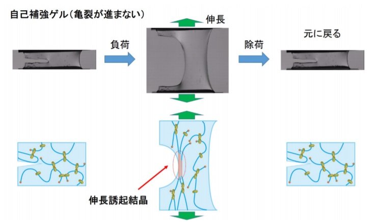 「自己補強ゲル」に切れ目を入れて繰り返し上下に大きく伸長しても、亀裂が進まない（提供：東京大学物性研究所・真弓皓一准教授）