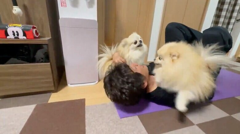 提供：愉快な3姉妹ポメラニアンちゃんねるさん