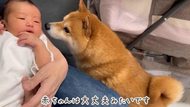 提供：豆柴うに&ゴールデンレトリバーおからさん