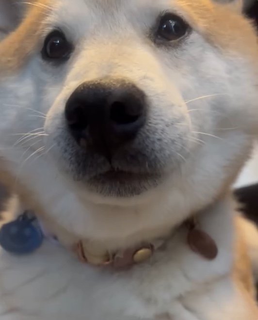 提供：柴犬 sasuke_紗助さん