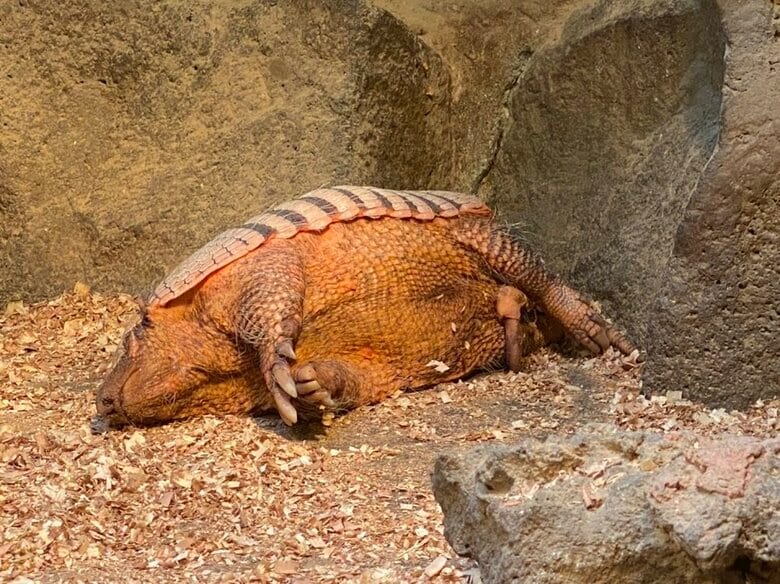 横向きになって寝るラグくん（画像提供：伊豆シャボテン動物公園）