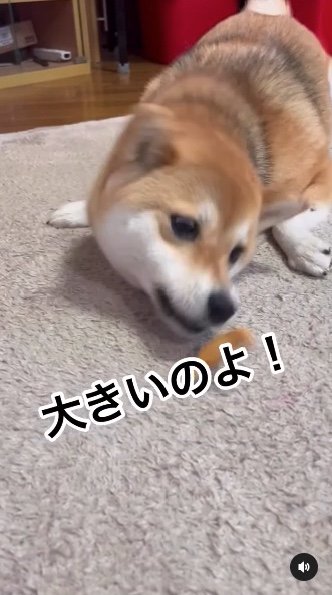 提供：柴犬ゆきちゃん