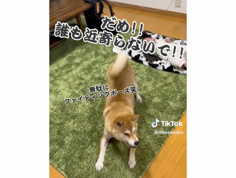 提供：柴犬こちゃんさん