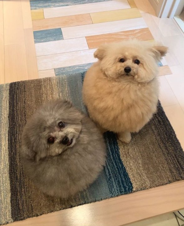 提供：＠tsuru_323さん