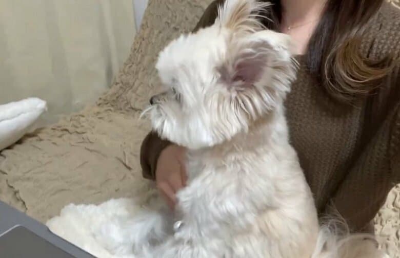 飼い主さんが手をおろしてなでなで。ぽんたくんもお座りして落ち着く