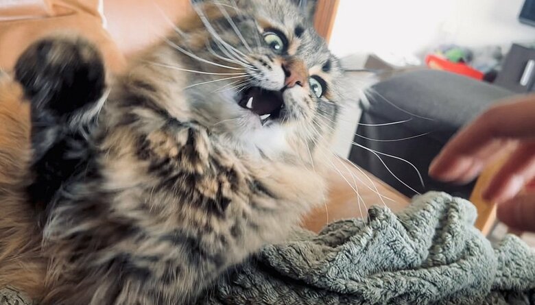 うらぁ！　猫パンチの瞬間