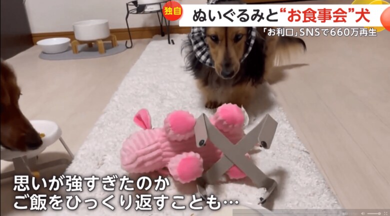 ご飯をひっくり返してしまう、るのんくん（提供：lunon0401）