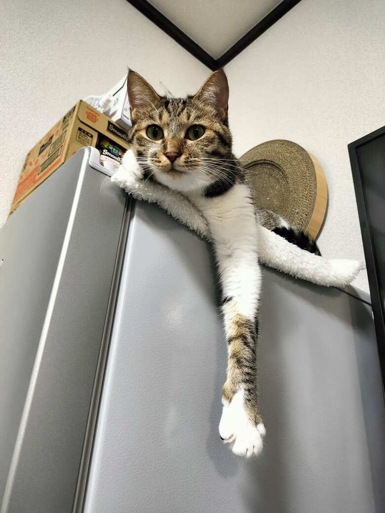 提供：猫のテトさん
