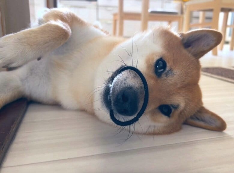 この日もヘアゴムを獲得（提供：柴犬ふう太さん）