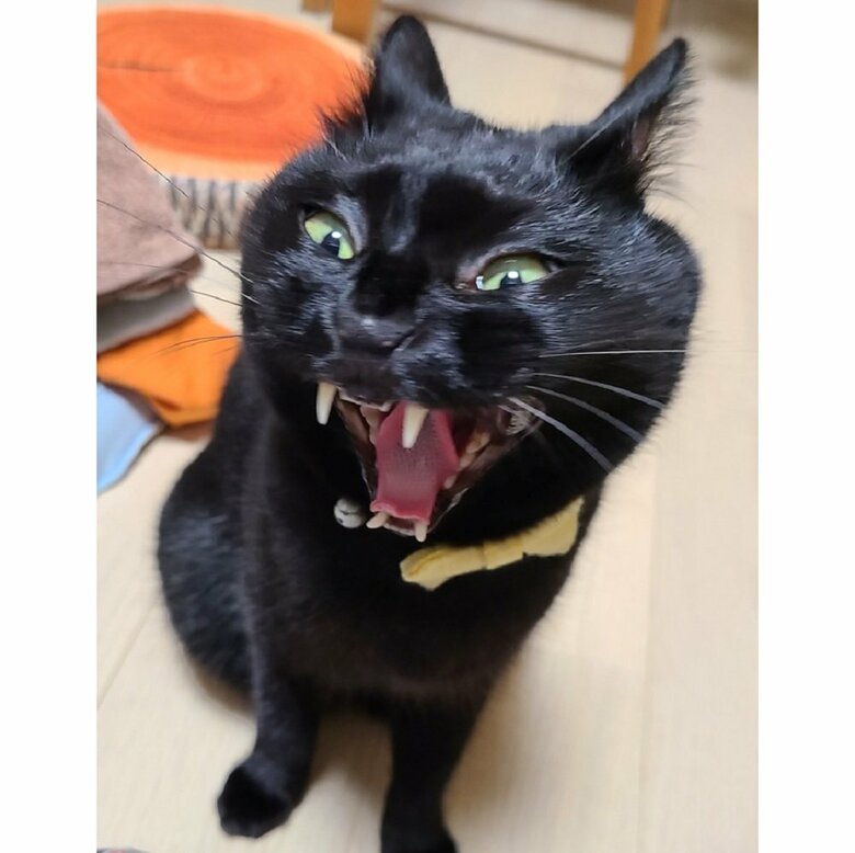 あくびで“妖怪化”したのあるちゃん