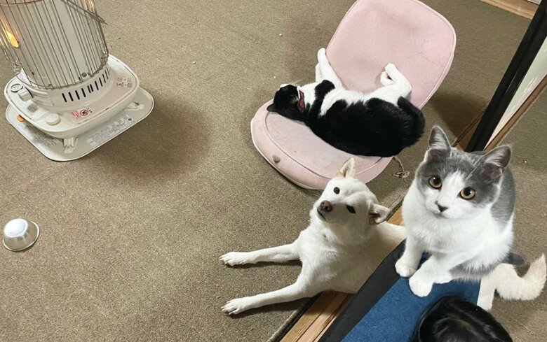 提供：連呼 cubnushi all-starさん