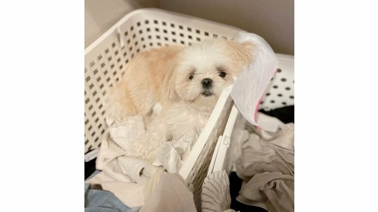 ドライヤー後の様子　洗濯カゴのなかでぐっすりだったという