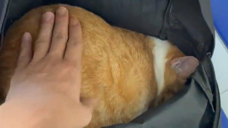 リュックで石のように動かないもちくんの姿が