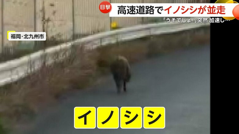 目の前を歩いていたイノシシ（視聴者撮影）