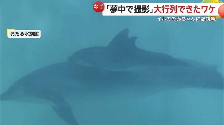 一般公開された赤ちゃんイルカ