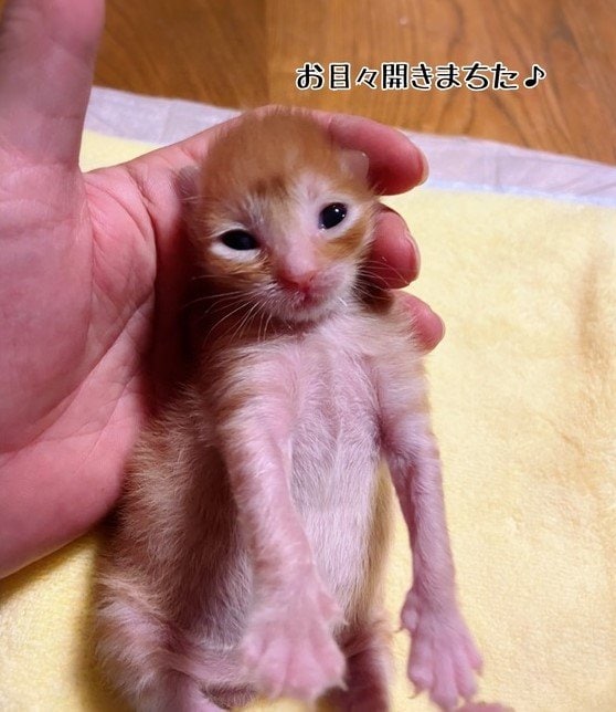 提供：ちょとさん