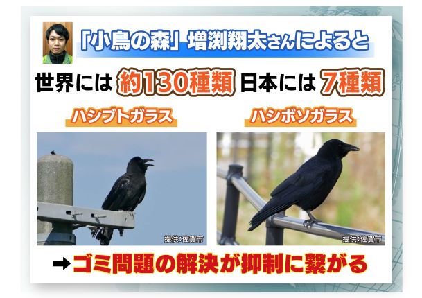 日本で見られる代表的な「ハシブトガラス」「ハシボソガラス」