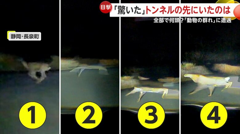 飛び出してきたシカ4頭（視聴者撮影）