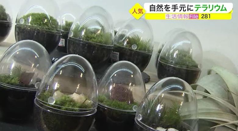 癒される!小さな緑の世界を仕事場や自宅で…ガラスの容器で植物栽培「テラリウム」