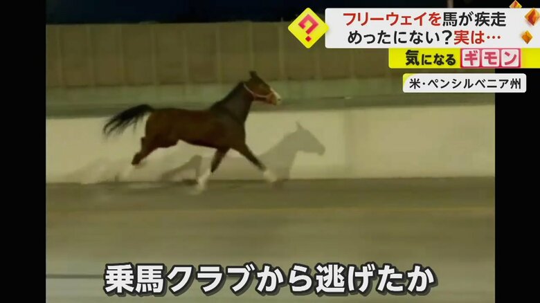 乗馬クラブから脱走し高速道路を走る馬