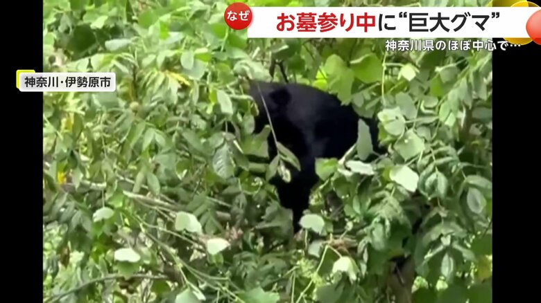 お墓参り中だった夫婦の目の前に突如現れた巨大熊