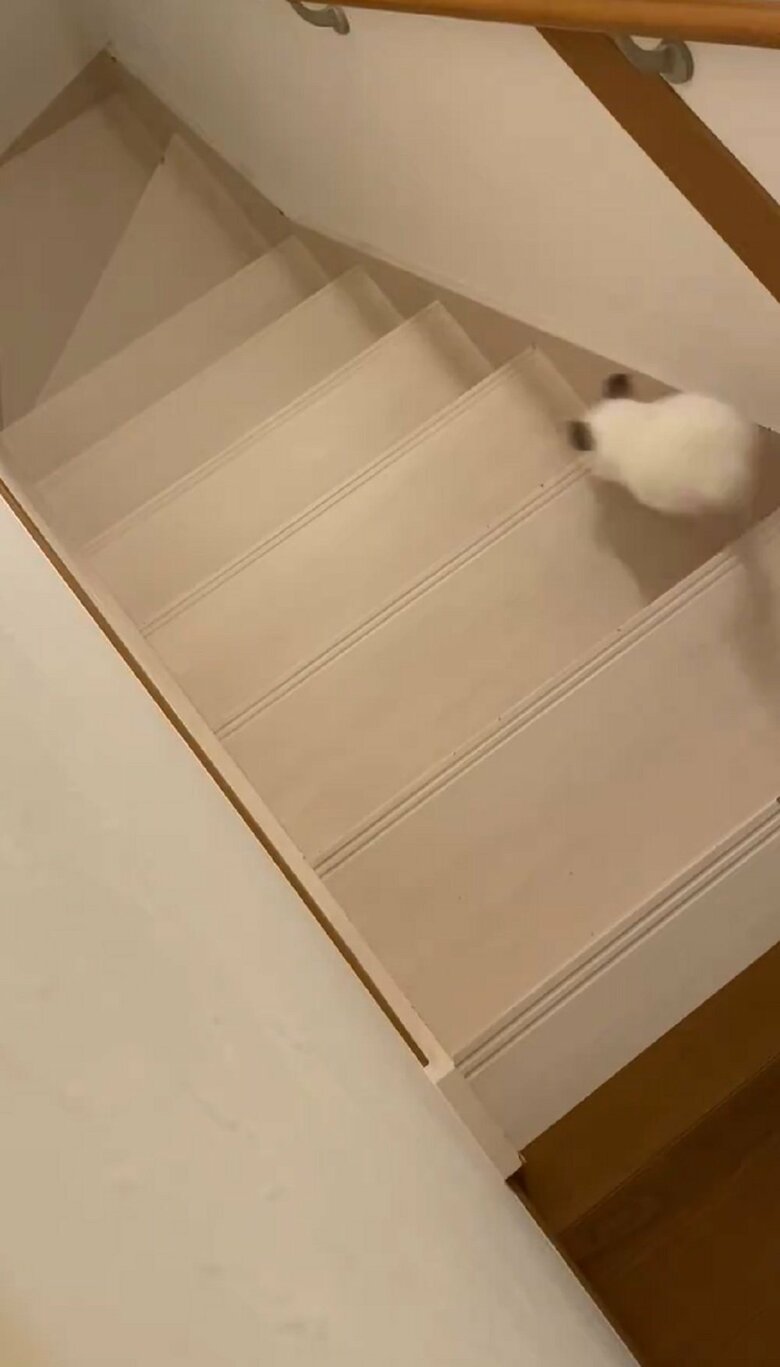 階段を駆け下りるチンチラのしらこくん