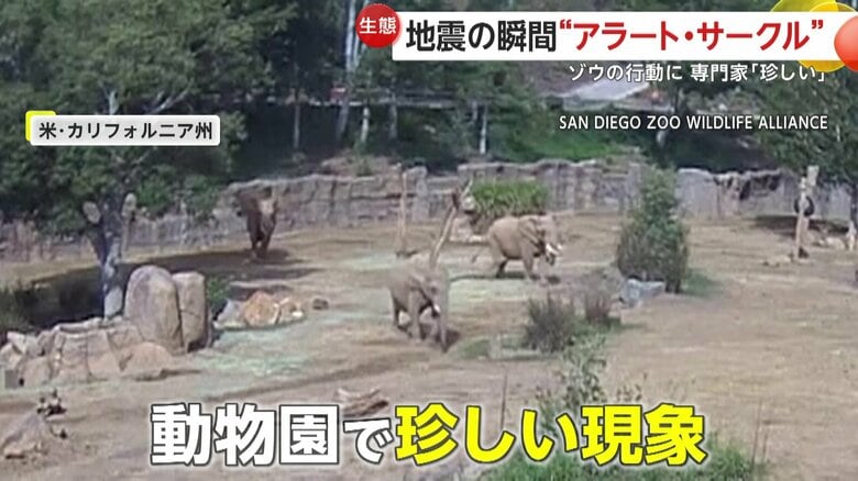 動物園で地震発生時に起きていた珍しい現象が