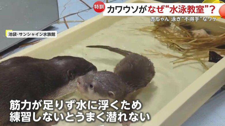 泳ぐ練習をするコツメカワウソ（映像提供：サンシャイン水族館）