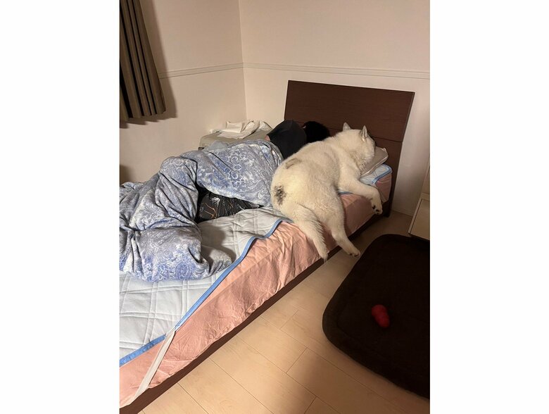 提供：斑柄兄妹（銀太と緋那子）さん