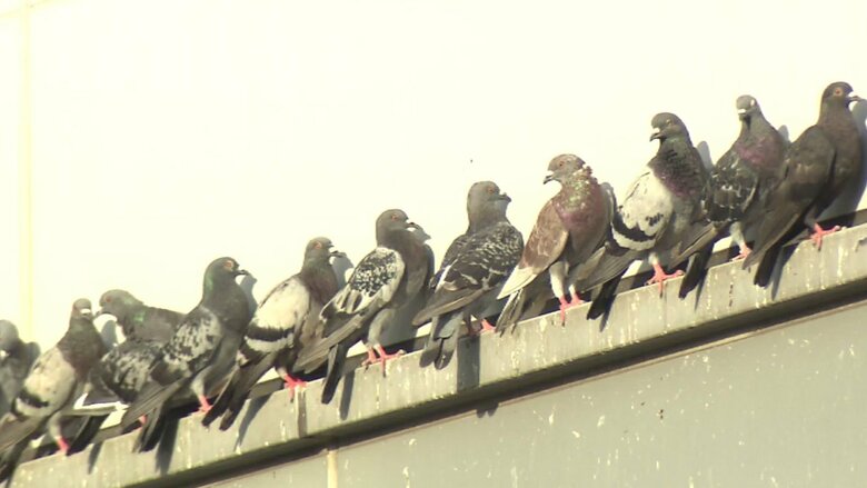 ハト　大阪・住吉区　2019年撮影