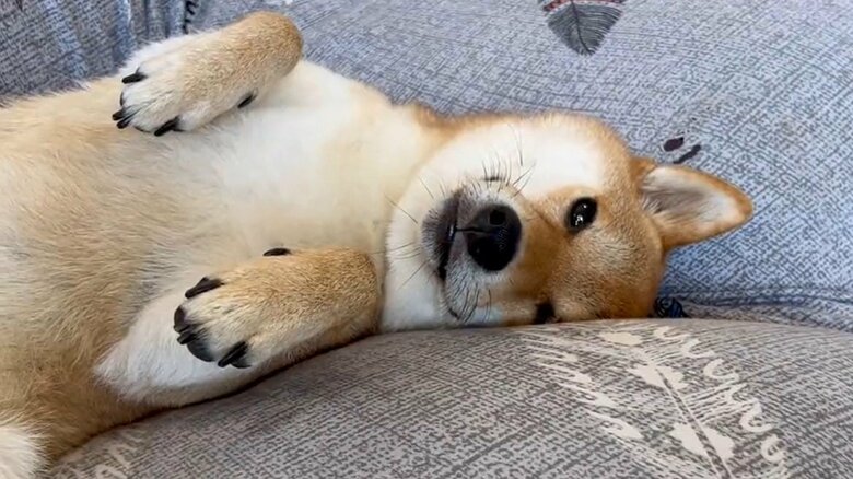 ソファでウトウトモード